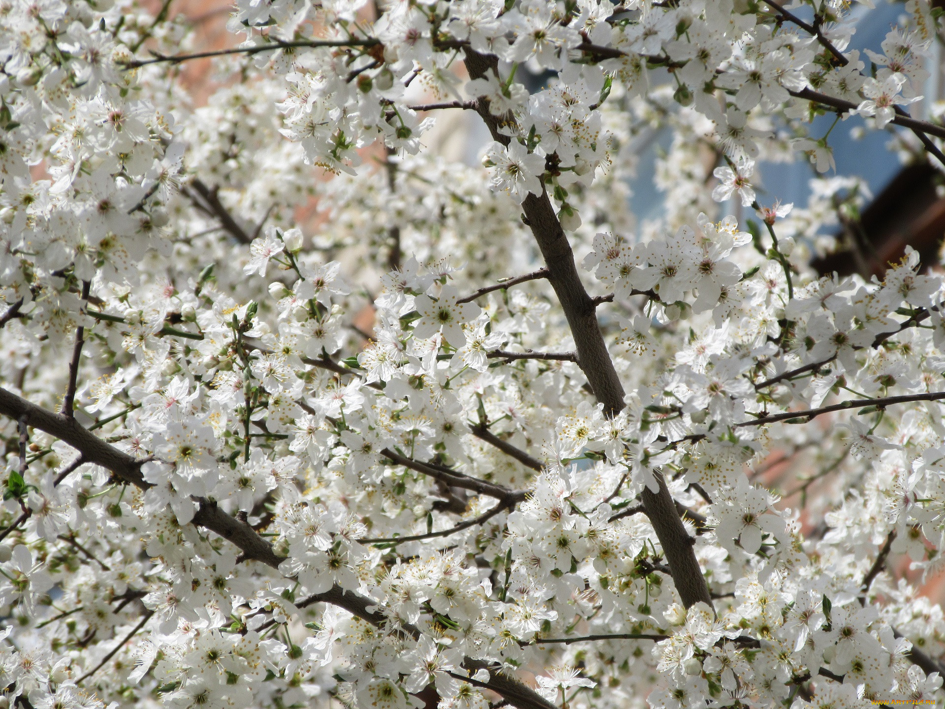 Дерево с белыми цветами в мае